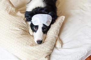 Do not disturb me let me sleep. Funny puppy border collie with sleeping eye mask lay on pillow blanket in bed Little dog at home lying and sleeping. Rest good night insomnia siesta relaxation concept photo