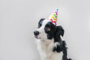 Funny portrait of cute smiling puppy dog border collie wearing birthday silly hat looking at camera isolated on white background. Happy Birthday party concept. Funny pets animals life. photo