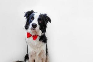 Gracioso retrato de estudio cachorro border collie en pajarita como caballero o novio aislado sobre fondo blanco. nuevo miembro encantador de la familia perrito mirando a la cámara. concepto de vida de animales de mascotas divertidas. foto