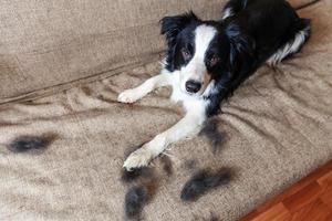 Funny portrait of cute puppy dog border collie with fur in moulting lying down on couch. Furry little dog and wool in annual spring or autumn molt at home indoor. Pet hygiene allergy grooming concept. photo