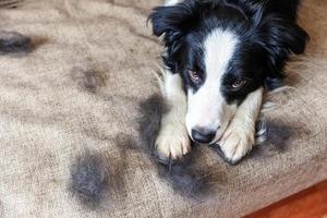 Funny portrait of cute puppy dog border collie with fur in moulting lying down on couch. Furry little dog and wool in annual spring or autumn molt at home indoor. Pet hygiene allergy grooming concept.