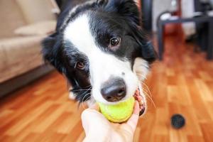 Funny portrait of cute smilling puppy dog border collie holding toy ball in mouth. New lovely member of family little dog at home playing with owner. Pet care and animals concept. photo