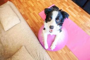 Funny dog border collie practicing yoga lesson with gym ball indoor. Puppy doing yoga asana pose on pink yoga mat at home. Calmness relax during quarantine. Working out at home. photo