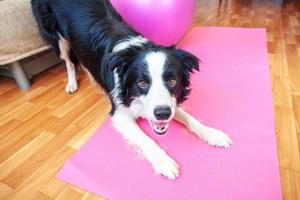 Funny dog border collie practicing yoga lesson indoor. Puppy doing yoga asana pose on pink yoga mat at home. Calmness and relax during quarantine. Working out gym at home. photo