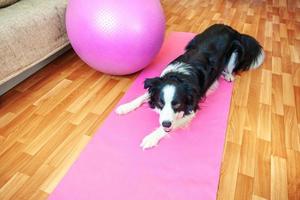 Funny dog border collie practicing yoga lesson indoor. Puppy doing yoga asana pose on pink yoga mat at home. Calmness and relax during quarantine. Working out gym at home. photo