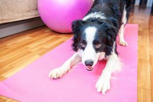 Funny dog border collie practicing yoga lesson indoor. Puppy doing yoga asana pose on pink yoga mat at home. Calmness and relax during quarantine. Working out gym at home. photo