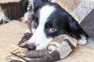 Stay home. Funny portrait of puppy dog border collie lying on couch under plaid indoors. New lovely member of family little dog at home warming under blanket. Pet care animal life quarantine concept. photo