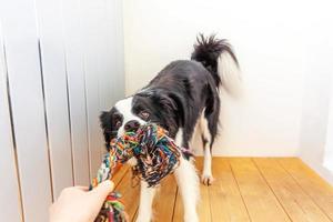 Funny portrait of cute smiling puppy dog border collie holding colourful rope toy in mouth. New lovely member of family little dog at home playing with owner. Pet care and animals concept. photo