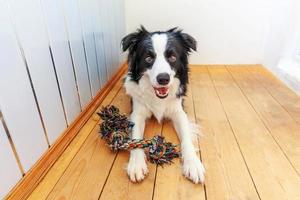 retrato divertido de un lindo cachorro sonriente border collie sosteniendo un colorido juguete de cuerda en la boca. nuevo miembro encantador de la familia perrito en casa jugando con el dueño. cuidado de mascotas y concepto de animales. foto