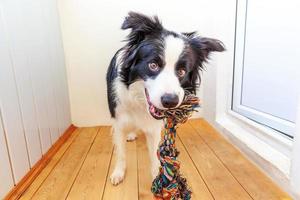 Funny portrait of cute smiling puppy dog border collie holding colourful rope toy in mouth. New lovely member of family little dog at home playing with owner. Pet care and animals concept. photo