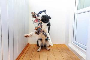 Funny portrait of cute smiling puppy dog border collie holding colourful rope toy in mouth. New lovely member of family little dog at home playing with owner. Pet care and animals concept. photo