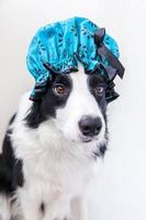 Funny studio portrait of cute puppy dog border collie wearing shower cap isolated on white background. Cute little dog ready for wash in bathroom. Spa treatments in grooming salon.