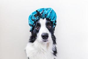 divertido retrato de estudio de lindo cachorro border collie usando gorro de ducha aislado sobre fondo blanco. lindo perrito listo para lavar en el baño. tratamientos de spa en el salón de belleza. foto