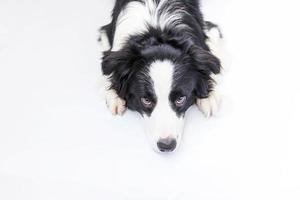 Funny studio portrait of cute smiling puppy dog border collie isolated on white background. New lovely member of family little dog gazing and waiting for reward. Funny pets animals life concept. photo