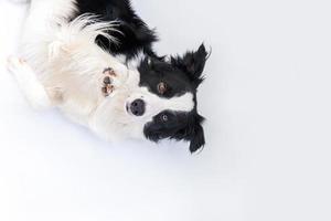 Funny portrait of cute smiling puppy dog border collie lying down isolated on white background. Pet dog with funny face looking at camera and waiting for reward. Funny pets animals life concept. photo