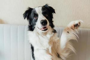 Funny portrait of cute smiling puppy dog border collie on couch photo