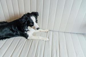 Funny portrait of cute smiling puppy dog border collie on couch indoors. New lovely member of family little dog at home gazing and waiting. Pet care and animals concept. photo