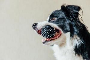 Funny portrait of cute smiling puppy dog border collie playing w photo