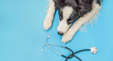 cachorro border collie y estetoscopio aislado sobre fondo azul. perrito en la recepción del médico veterinario en la clínica veterinaria. cuidado de la salud de las mascotas y el concepto de animales foto