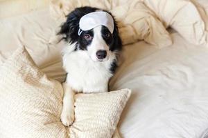 Do not disturb me let me sleep. Funny puppy border collie with sleeping eye mask lay on pillow blanket in bed Little dog at home lying and sleeping. Rest good night insomnia siesta relaxation concept photo