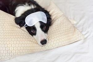 Do not disturb me let me sleep. Funny puppy border collie with sleeping eye mask lay on pillow blanket in bed Little dog at home lying and sleeping. Rest good night insomnia siesta relaxation concept photo