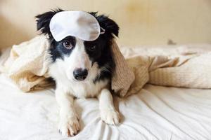 Do not disturb me let me sleep. Funny puppy border collie with sleeping eye mask lay on pillow blanket in bed Little dog at home lying and sleeping. Rest good night insomnia siesta relaxation concept photo