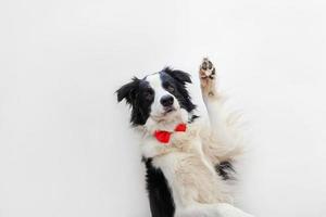 Funny studio portrait puppy dog border collie in bow tie as gentleman or groom isolated on white background. New lovely member of family little dog looking at camera. Funny pets animals life concept. photo