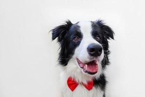 Funny studio portrait puppy dog border collie in bow tie as gentleman or groom on white background. New lovely member of family little dog looking at camera. Funny pets animals life concept. photo