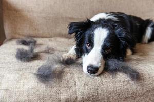Funny portrait of cute puppy dog border collie with fur in moulting lying down on couch. Furry little dog and wool in annual spring or autumn molt at home indoor. Pet hygiene allergy grooming concept.