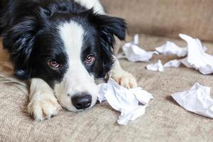 travieso cachorro juguetón border collie después de travesuras mordiendo papel higiénico acostado en el sofá en casa. perro culpable y sala de estar destruida. daña el hogar desordenado y el cachorro con una mirada divertida y culpable. foto