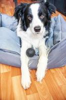 Stay home. Funny portrait of smilling puppy dog border collie lying in dog bed indoors. New lovely member of family little dog at home gazing and waiting. Pet care and animal life quarantine concept. photo