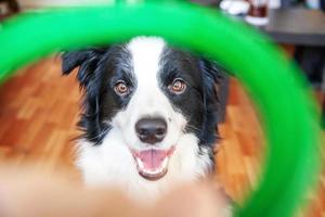 Funny portrait of cute smilling puppy dog border collie holding colourful green toy in mouth. New lovely member of family little dog at home playing with owner. Pet care and animals concept. photo