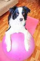 Funny dog border collie practicing yoga lesson with gym ball indoor. Puppy doing yoga asana pose on pink yoga mat at home. Calmness relax during quarantine. Working out at home. photo