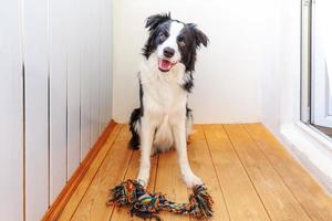 Funny portrait of cute smiling puppy dog border collie holding colourful rope toy in mouth. New lovely member of family little dog at home playing with owner. Pet care and animals concept. photo