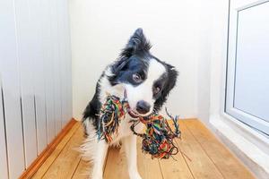 Funny portrait of cute smiling puppy dog border collie holding colourful rope toy in mouth. New lovely member of family little dog at home playing with owner. Pet care and animals concept. photo
