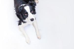 divertido retrato de lindo cachorro sonriente border collie acostado aislado sobre fondo blanco. perro mascota con cara graciosa mirando a la cámara y esperando recompensa. concepto de vida de animales de mascotas divertidas. foto