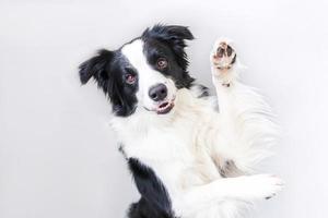 Funny studio portrait of cute smiling puppy dog border collie isolated on white background. New lovely member of family little dog gazing and waiting for reward. Funny pets animals life concept. photo