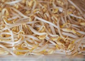 Mung bean sprouts vegetables photo