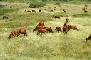 vacas y toros pastando en un exuberante campo de hierba foto