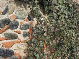 ancient brick wall with ivy background photo