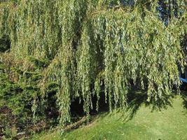 Weeping Willow tree photo