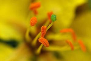 Yellow flower on green background. close up. Abstract Background photo