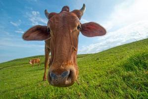 Cows grazing on lush grass field photo