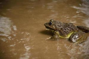 Frog in water or pond, close up photo