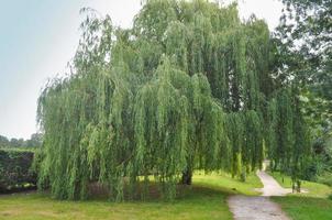 Weeping Willow tree photo