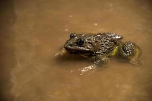 Frog in water or pond, close up photo