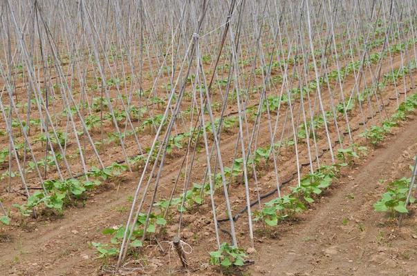 Beans Plant Stock Photos, Images and Backgrounds for Free Download