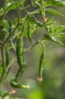 Green organic chili pepper on young plant at farm field, Harvest concept. photo