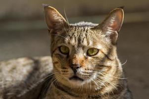 primer plano, retrato, de, un, gato doméstico foto