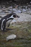 pingüino pájaro animal foto